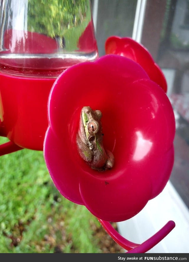 Froggo Fun #450 - Can Someone Identify This Hummingbird Species?