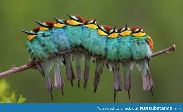 What a weird caterpillar... Wait a minute
