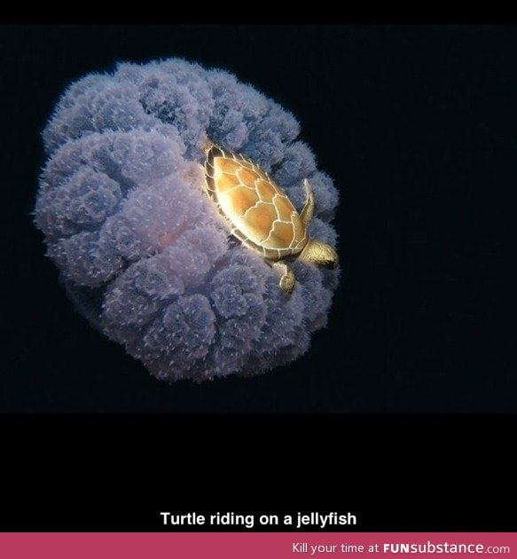 Turtle riding on a jelly fish