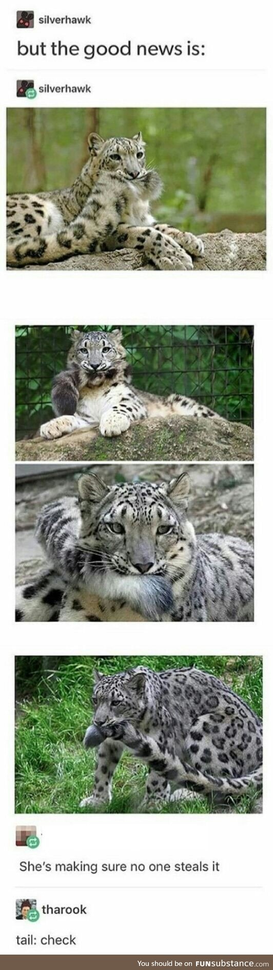 The good news has caught a leopard by its tail