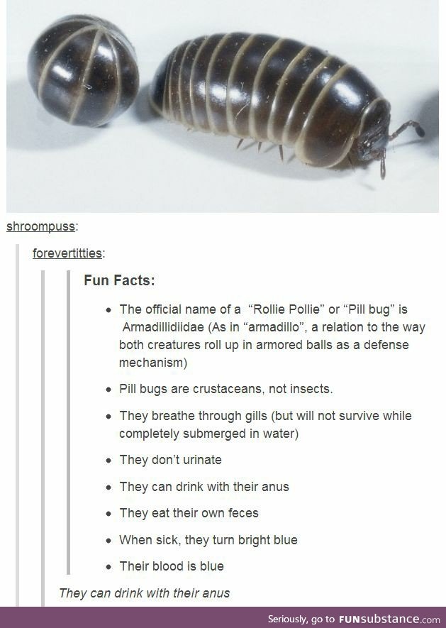 Armadillidiidae [pill bugs]