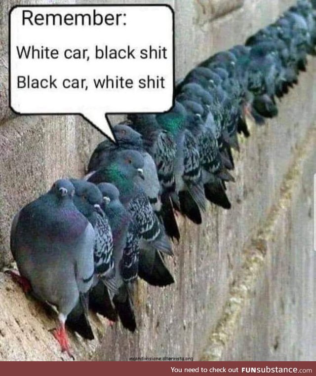 Gray car, gray shite