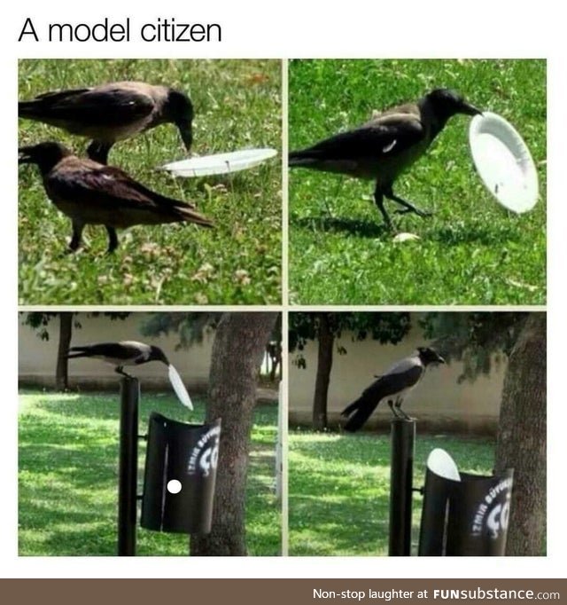 Crow cleaning up the human's trash