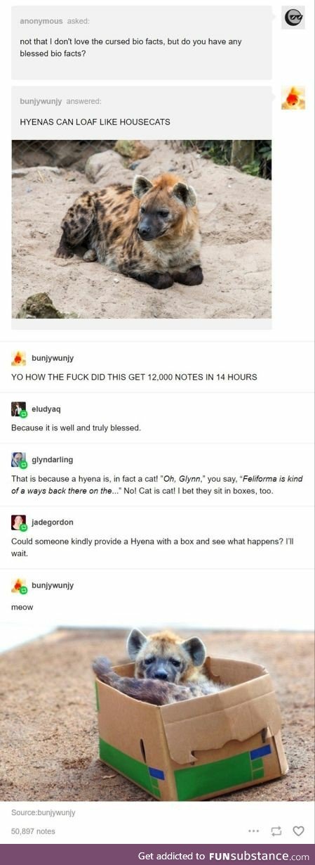 Hyenas loaf