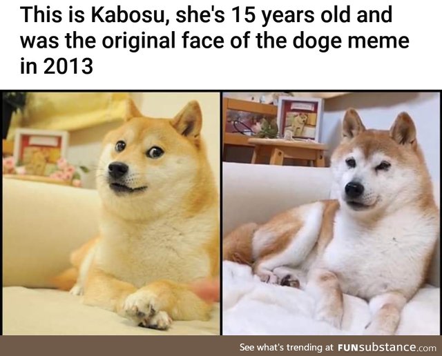 Doge meme was created here