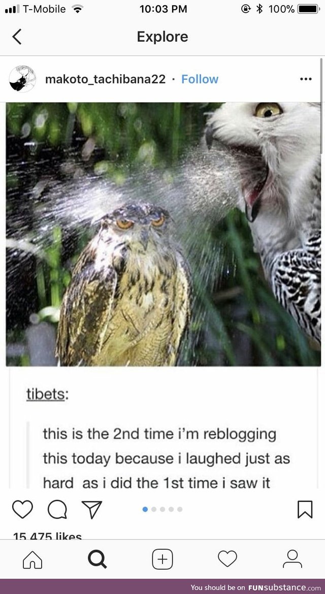 Can't owl be having a good day