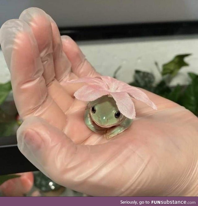 Froggo Fun #485 - New Pokémon?