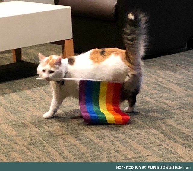 Caturday Week 5 - Gay Cats