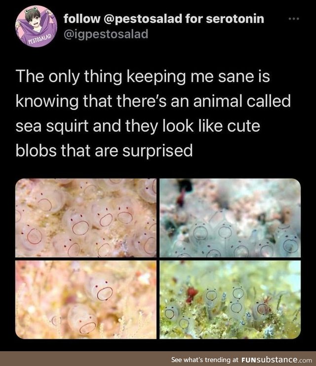 Sea Squirt