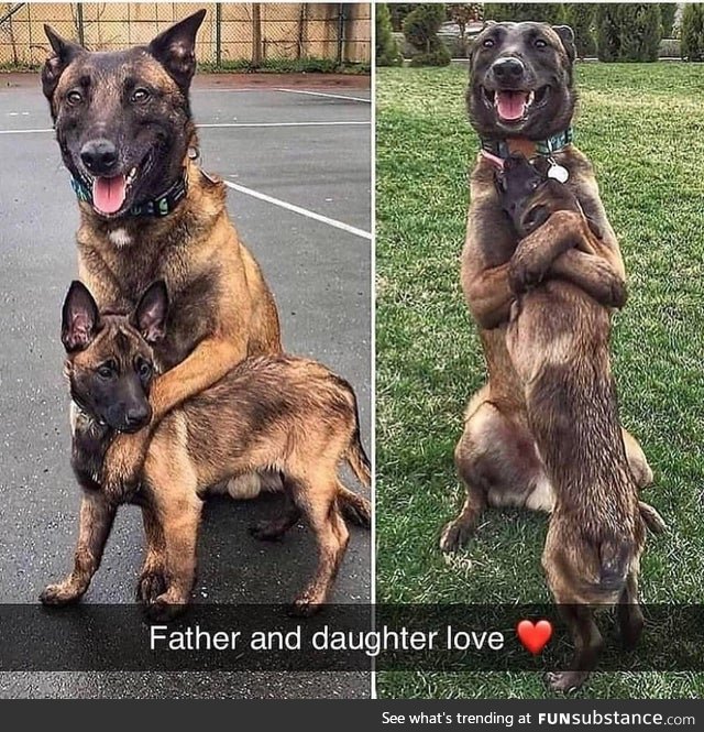 Doggo Huggo