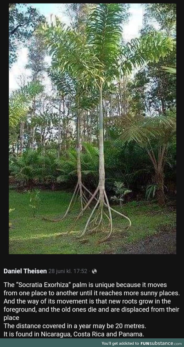 So, basically Ents then?