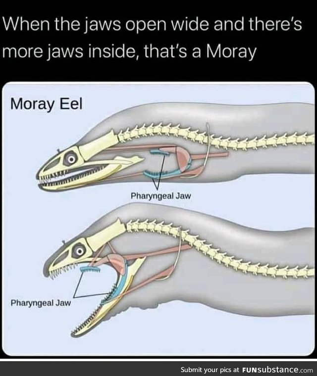 When an eel bites your knee and you cry and you bleed that's a Moray.