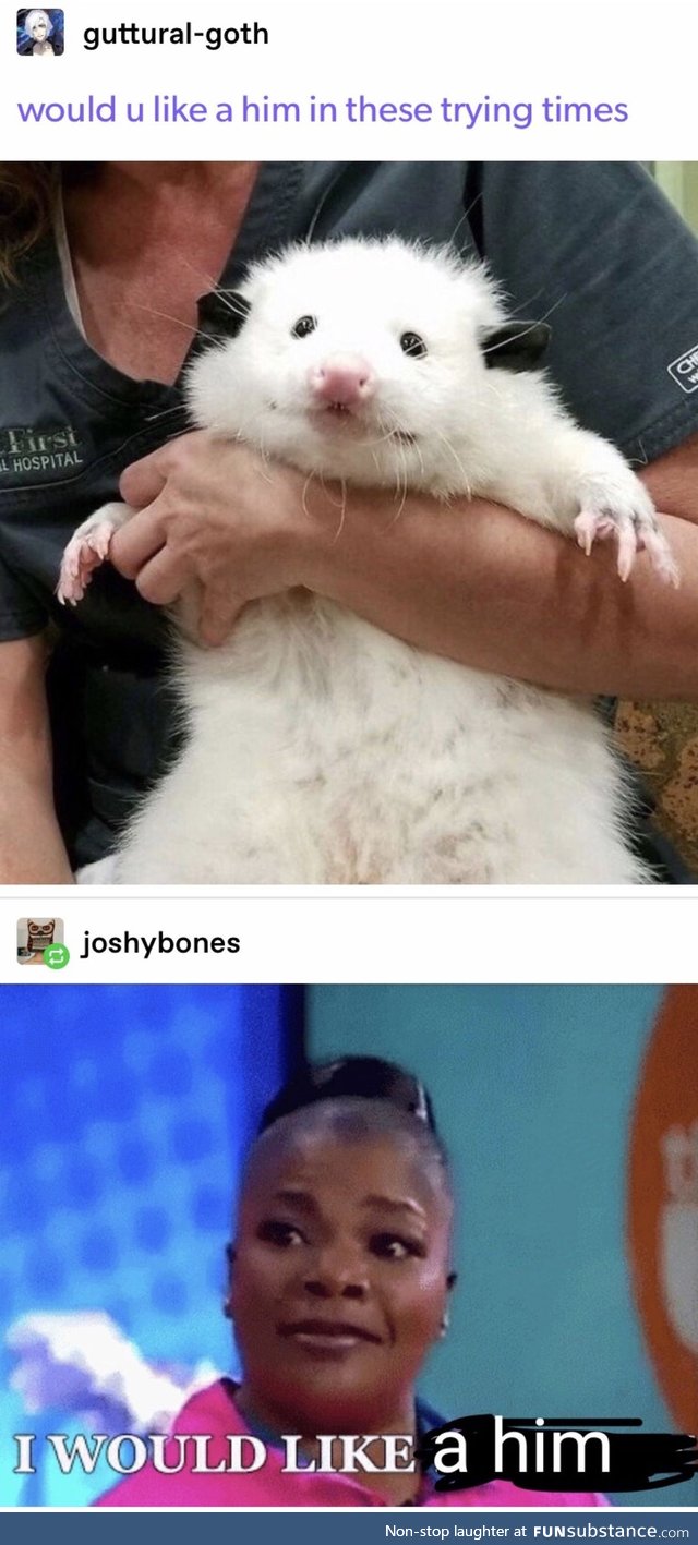 You would like a him