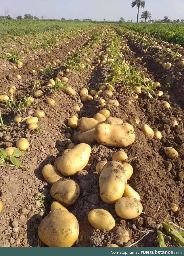 This morning - Good harvest