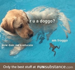 Froggo Fun #522 - Intercultural Exchange