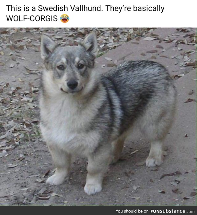 Vallhunds for Valhalla