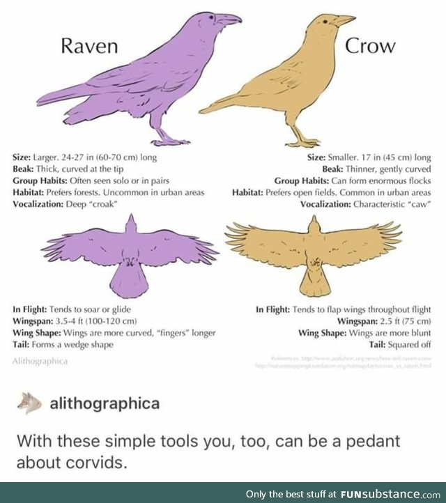 Raven vs Crow