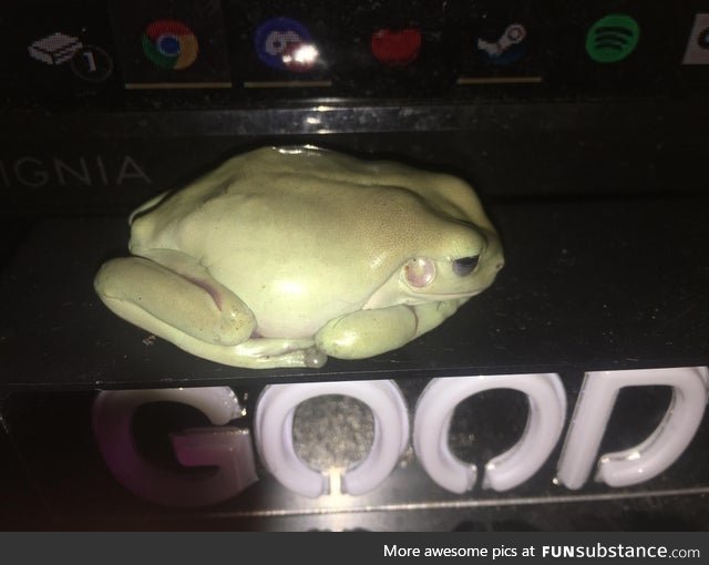 Froggo Fun #549 - Yes, They Are