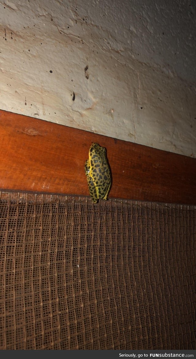 Froggo Fun #550 - Spot the Frog