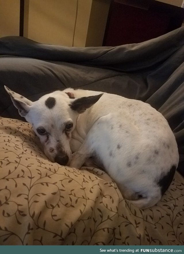 Here. It's my other dog. On a pillow. She's cute. This is a cute picture of my other dog.