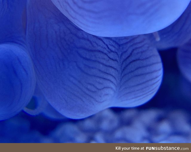 I took a macro shot of my bubble coral and now I am sad