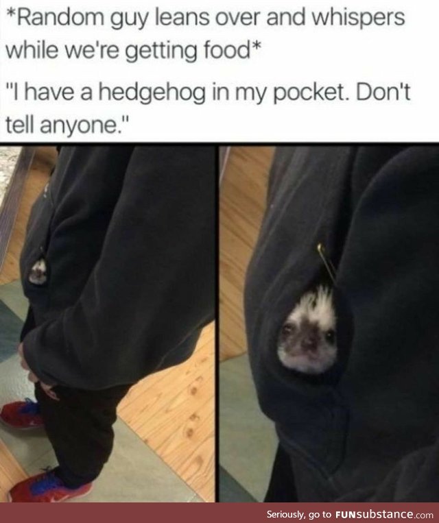 Hedgehog in my Pocket