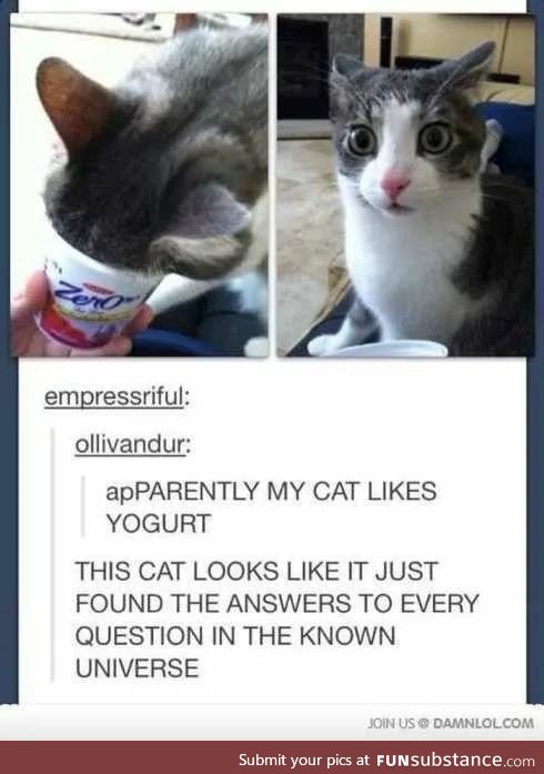 Cat found every answer in the known universe in the yogurt