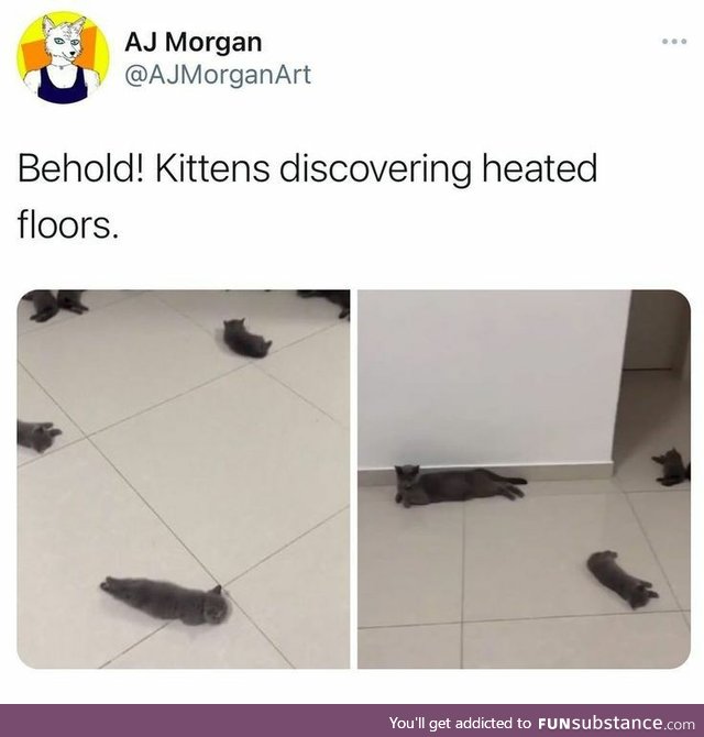 Kittens discovering heated floors