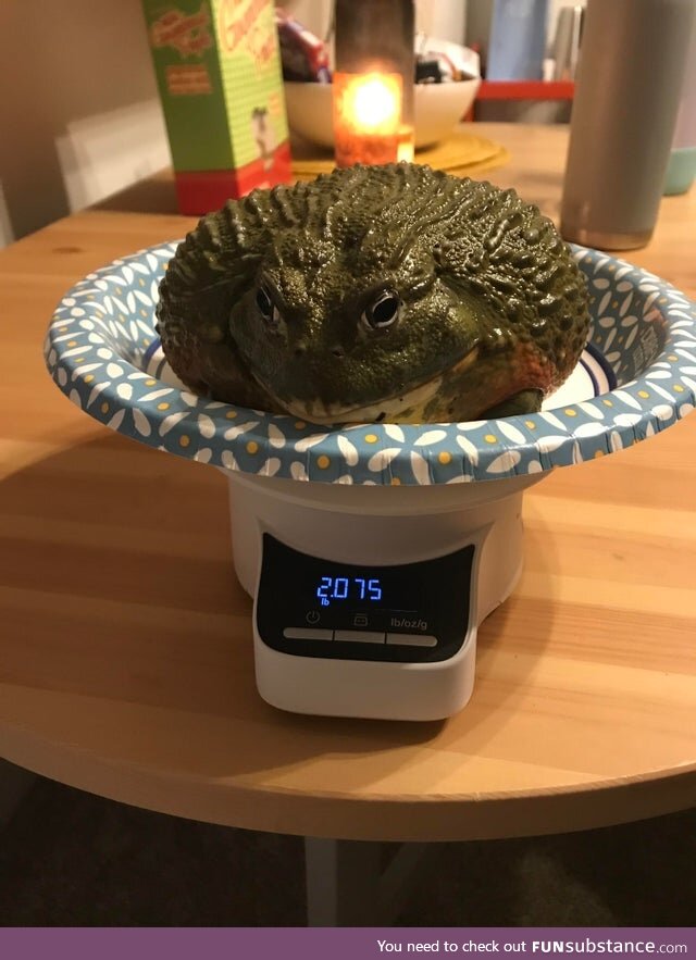 Froggo Fun R #3 - How Much Does a Chonk Weigh?