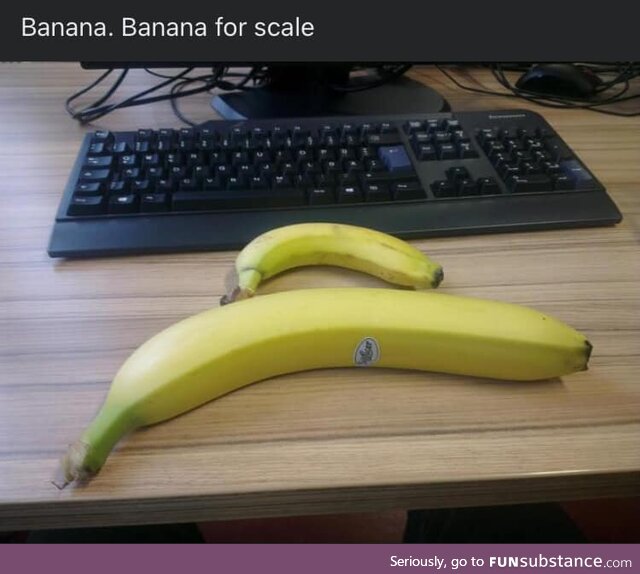 Bananas are bigger than you think.