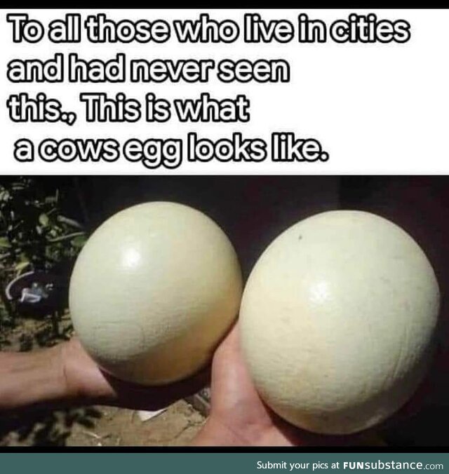 It's actually filled with milk, chocolate if the cow will be brown.