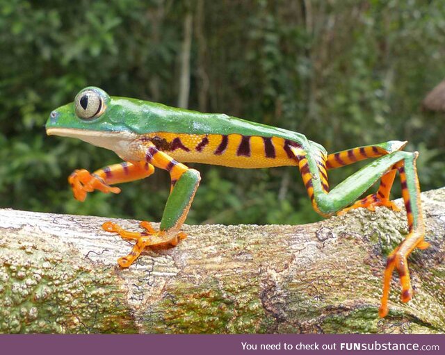 Froggo Fun R #31/Special - Happy Year of the Tiger!