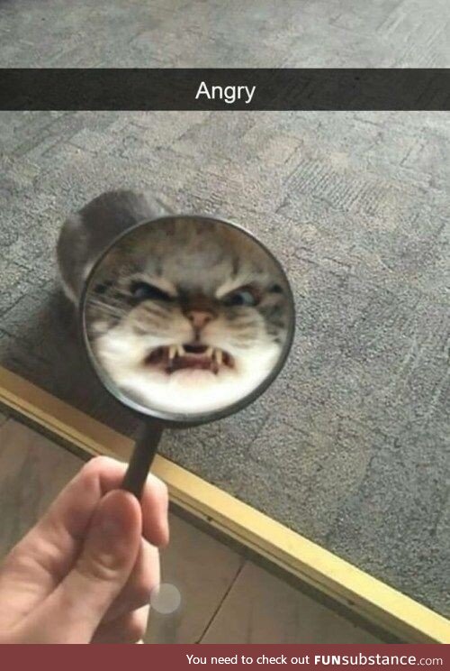Did you the cat?