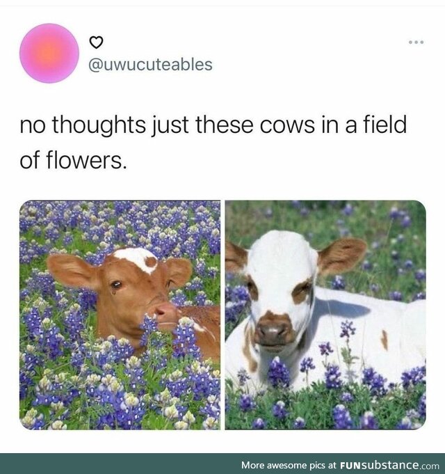 Just some cows in fields of flowers