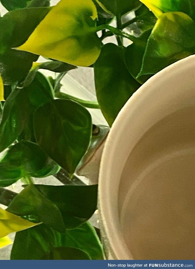 Froggo Fun R #109 - Another Master of Camouflage