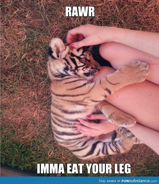 Baby tiger