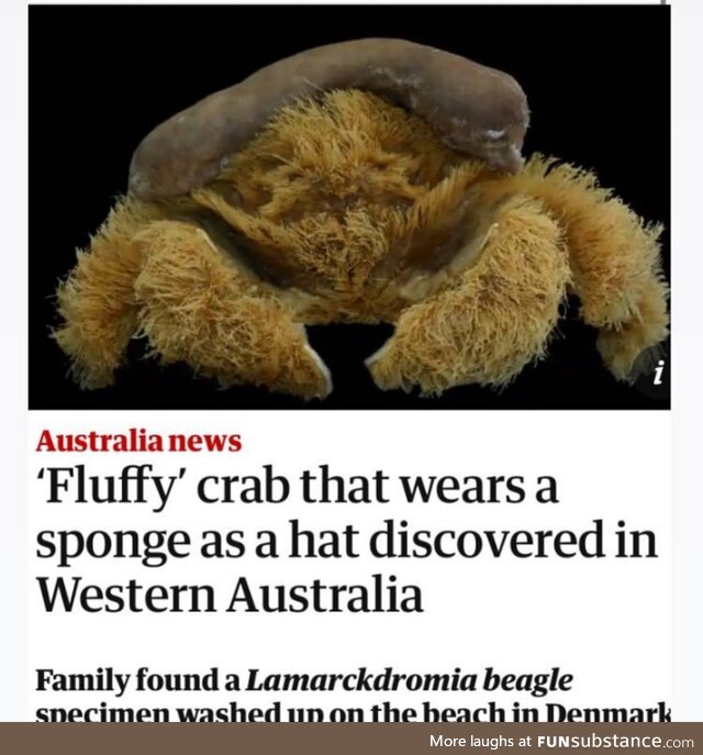 Got crabs?