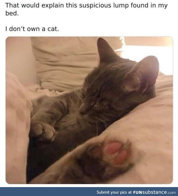 You *didn't* own a cat