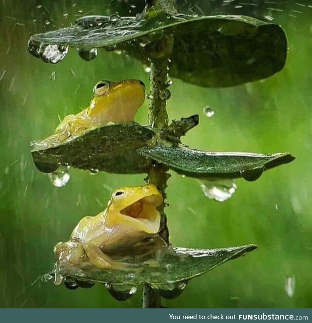 Happy Froggos