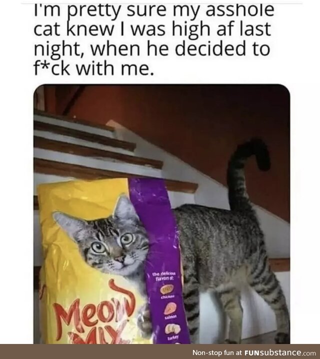 Cats know everything