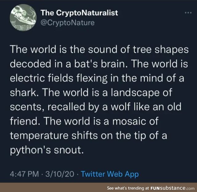 Boops python's snout