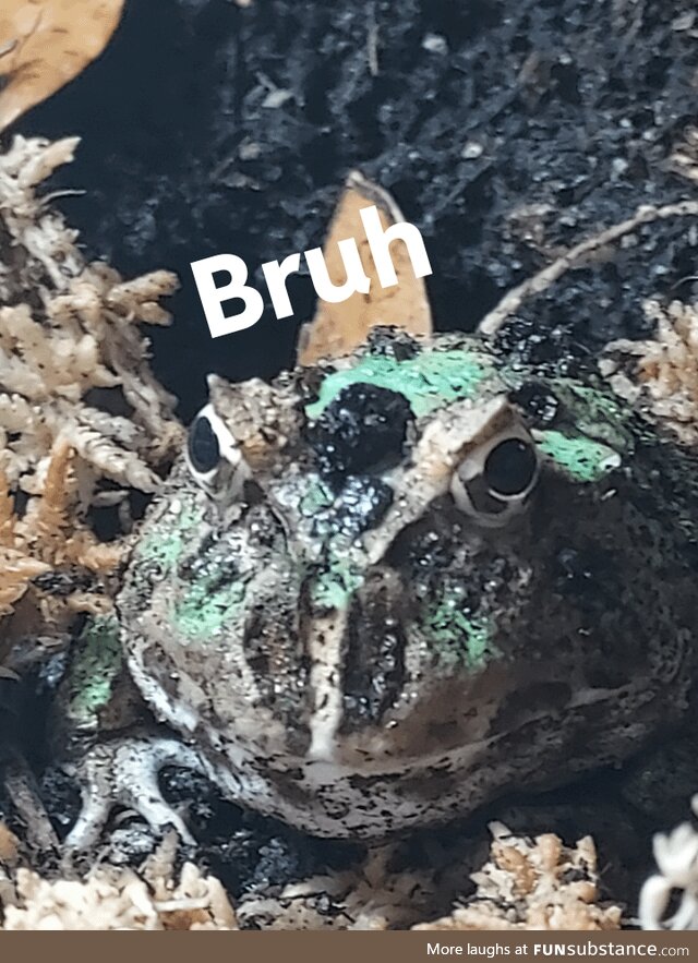 Froggos '23 #12 - Bruh