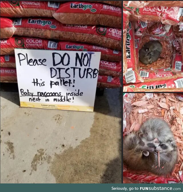 Do not the raccoon