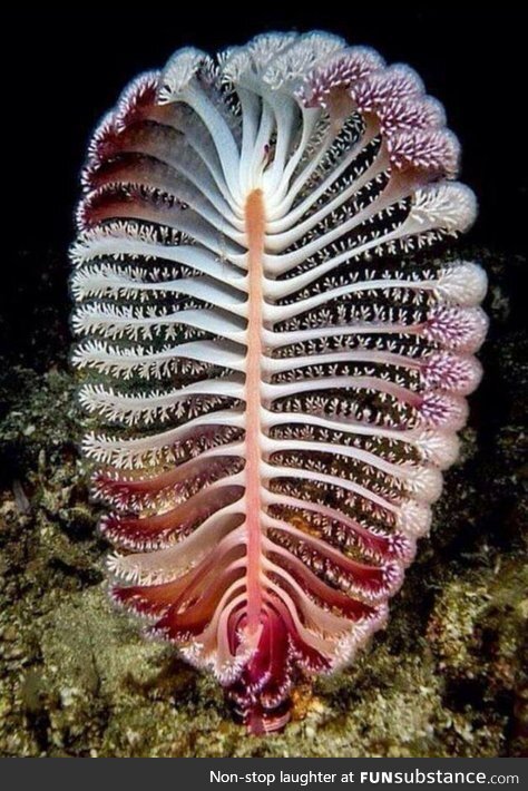 Nothing to see here. Just a sea pen.