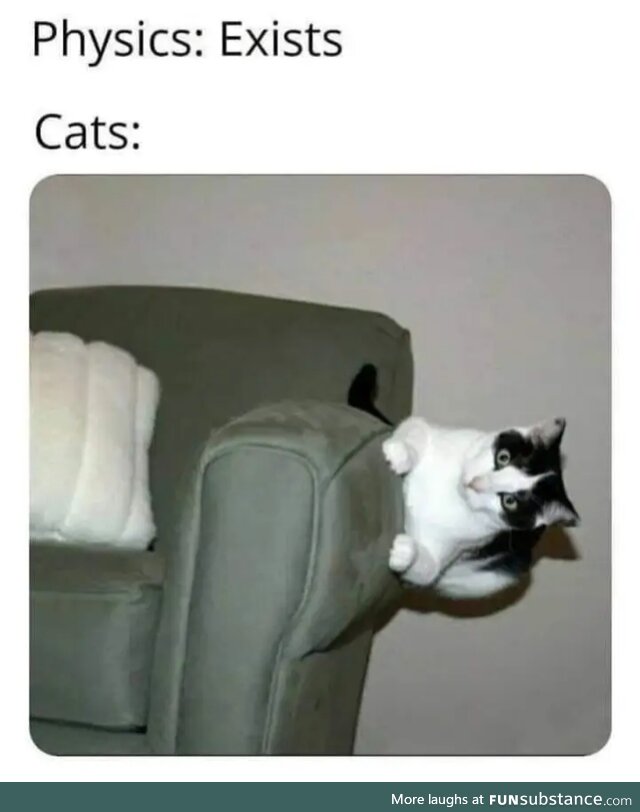 Cat!
