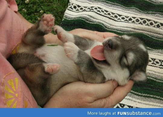 Wolf puppy