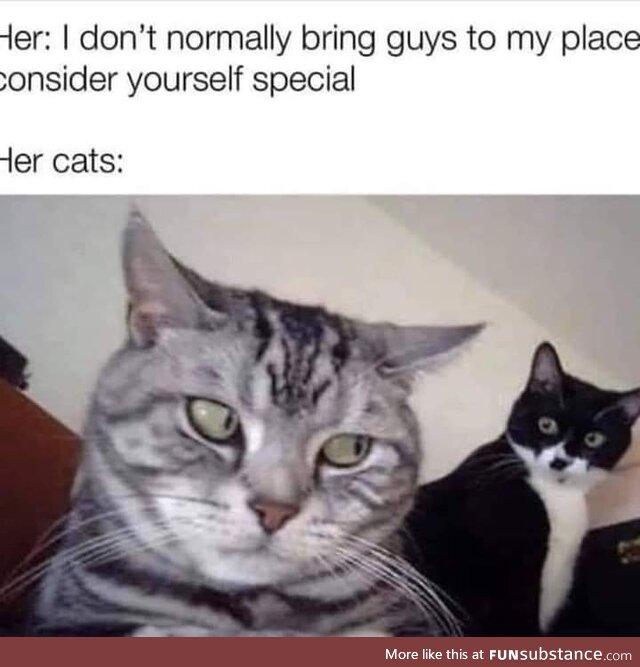 The kitty knows all
