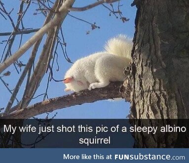 The cutest sleepy squirrel