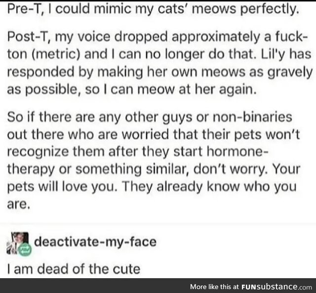 Aaaaaw kitteh