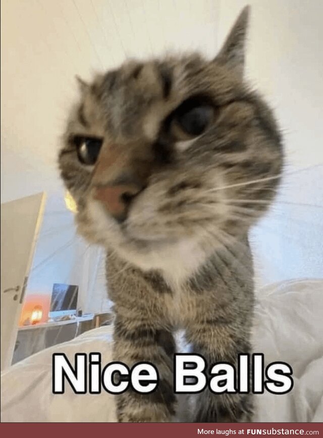 Caturday - For Those Who Need to Hear It